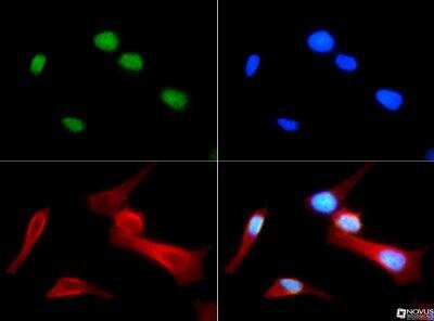 Immunocytochemistry/ Immunofluorescence: Histone H4 [Monomethyl Arg3] Antibody [NB21-2011]